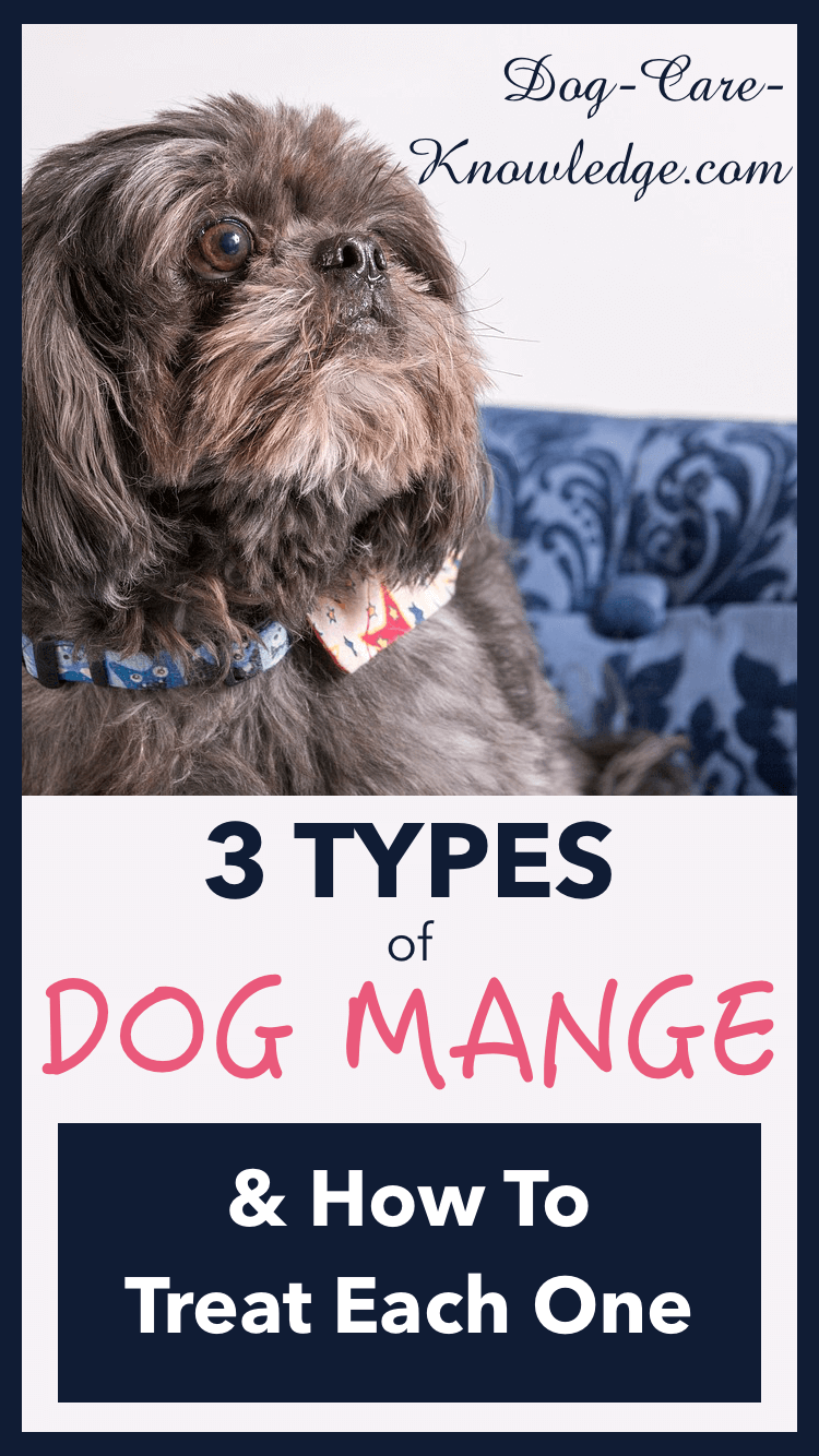 Treatment for mange in dogs