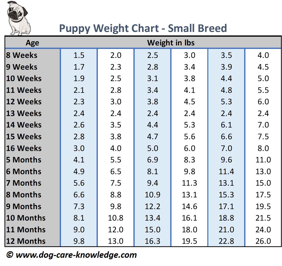 Goldendoodle Weight Chart