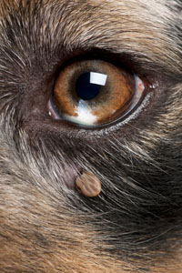 dog tick removal this is how to do it safely