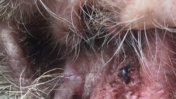 yeast in dogs ears yeast infection in dogs how to really conquer it yeast in dogs ears yeast infection in dogs how to really conquer it