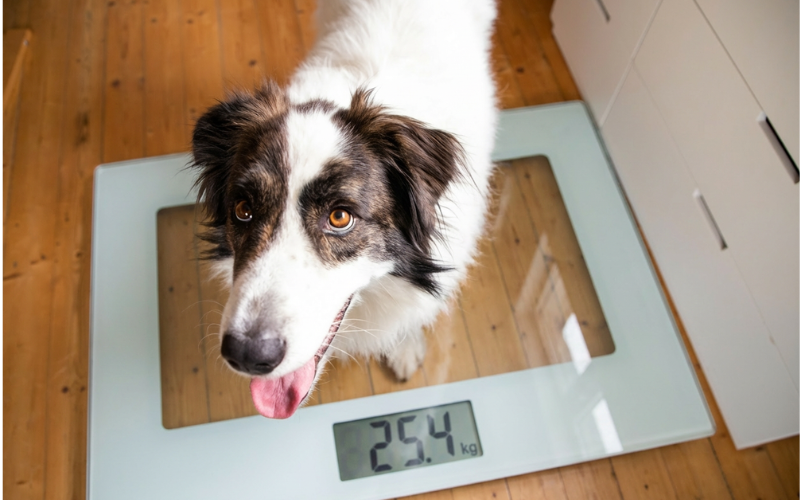 A white and black dog standing on a digital scale showing 25.4 kg, demonstrating how to monitor a pet’s weight for better health care.