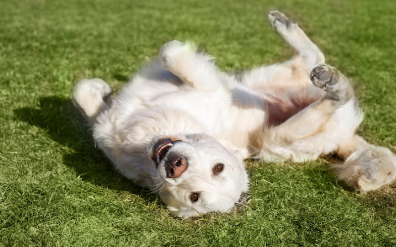 A large white dog lying on its back in the grass, looking relaxed and playful, illustrating everyday comfort and positive dog care.