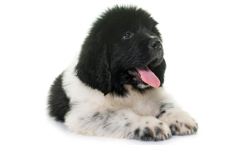 Fluffy black‑and‑white Newfoundland puppy lying down, representing giant‑breed growth and weight chart guidance.