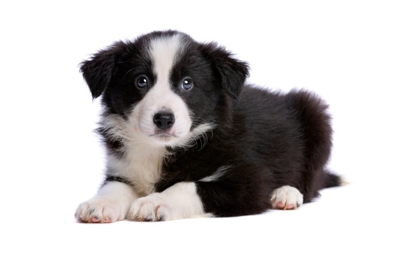 Young Border Collie puppy lying down on a white background, showing black‑and‑white markings and blue eyes.
