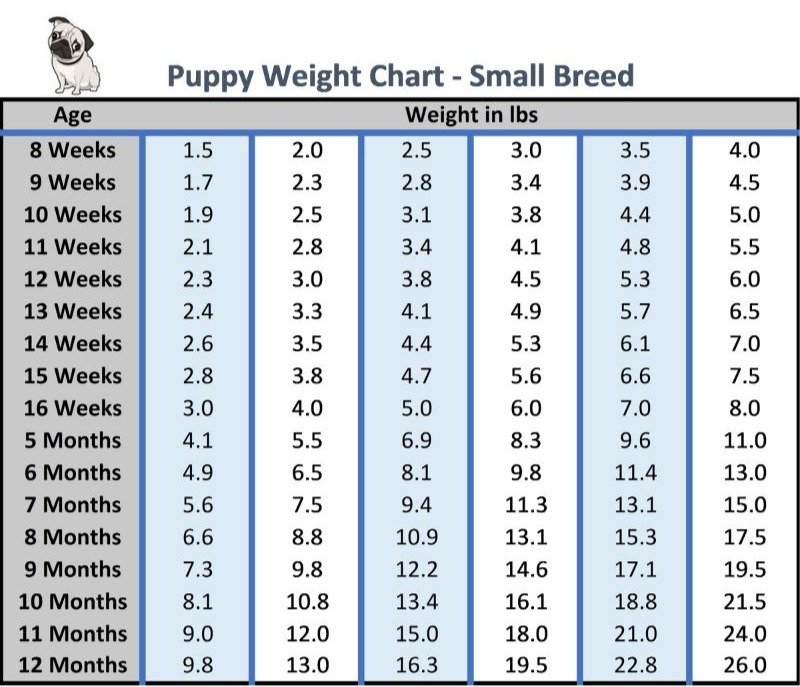 Puppy weight chart for small breeds in pounds