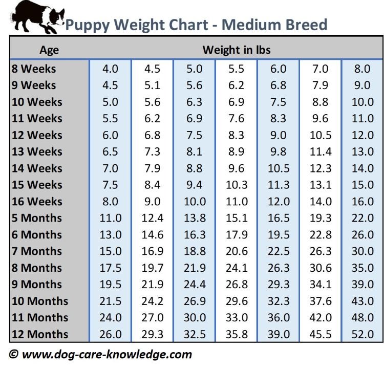 Puppy weight chart for medium breeds in pounds