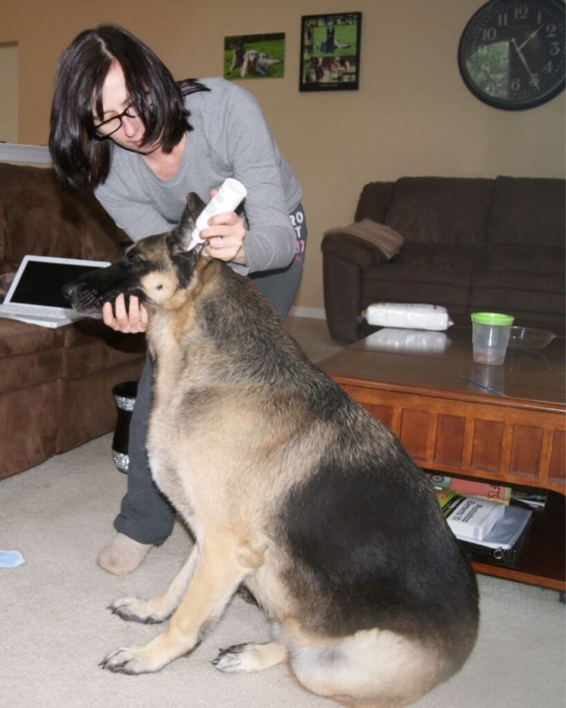 Applying dog ear cleaner while gently holding the ear open