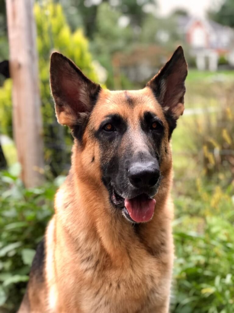 German Shepherd Ava with her large upright ears