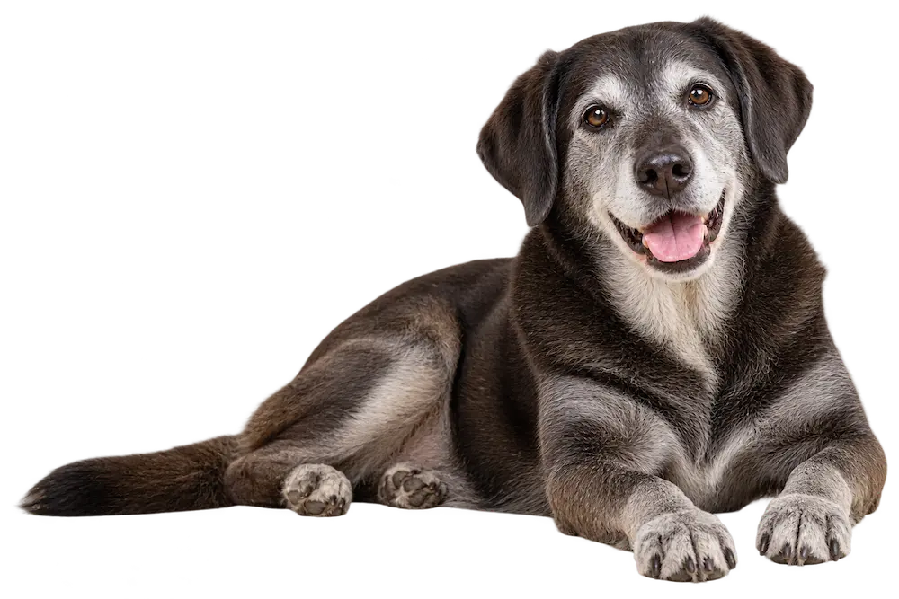 Happy senior dog with a graying muzzle resting comfortably.